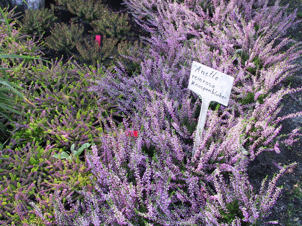 Calluna vulgaris Anette 02.jpg